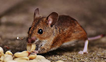 24 Hour & Emergency Exterminators in Talmage, NE